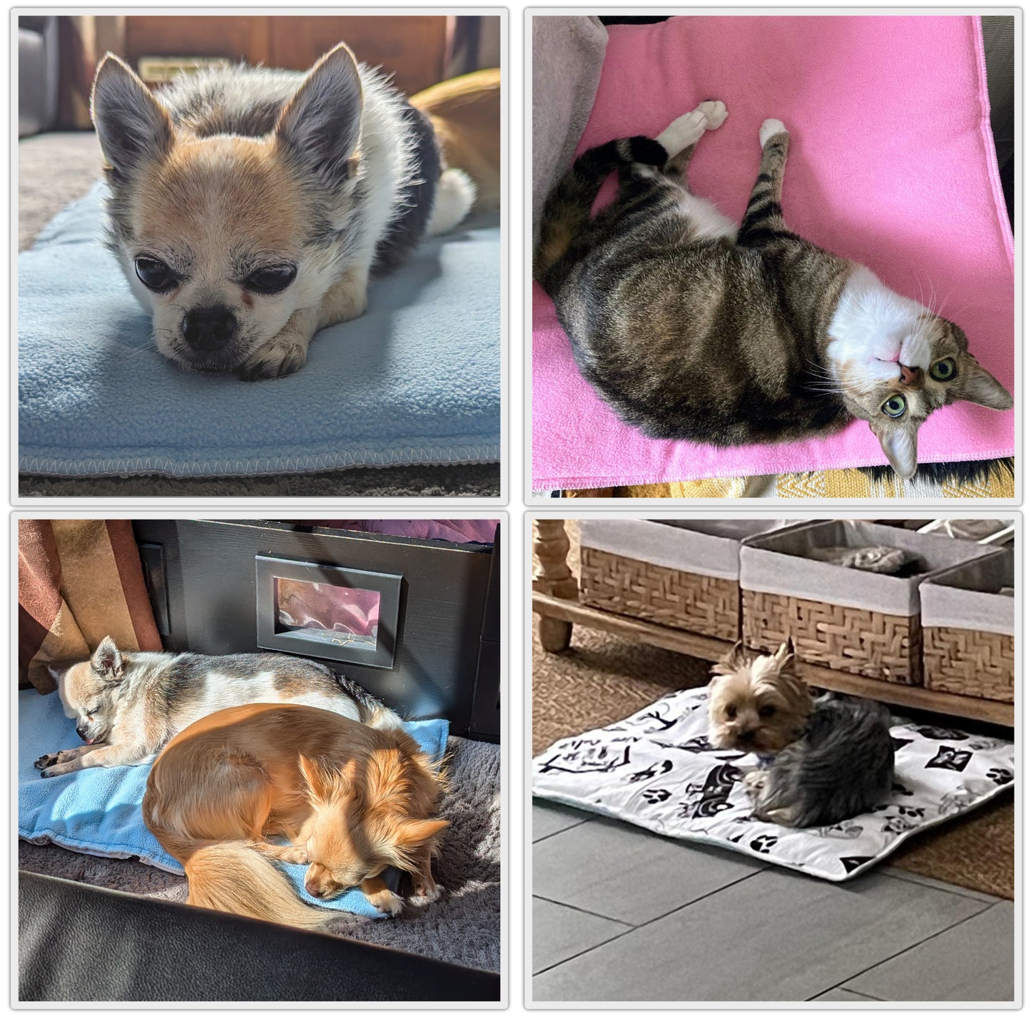 Reversible Fleece Mat for Dogs and Cats - A Soft and Absorbent Fleece Side and a Smooth and Cool Polyester Side - Available in various colors and sizes