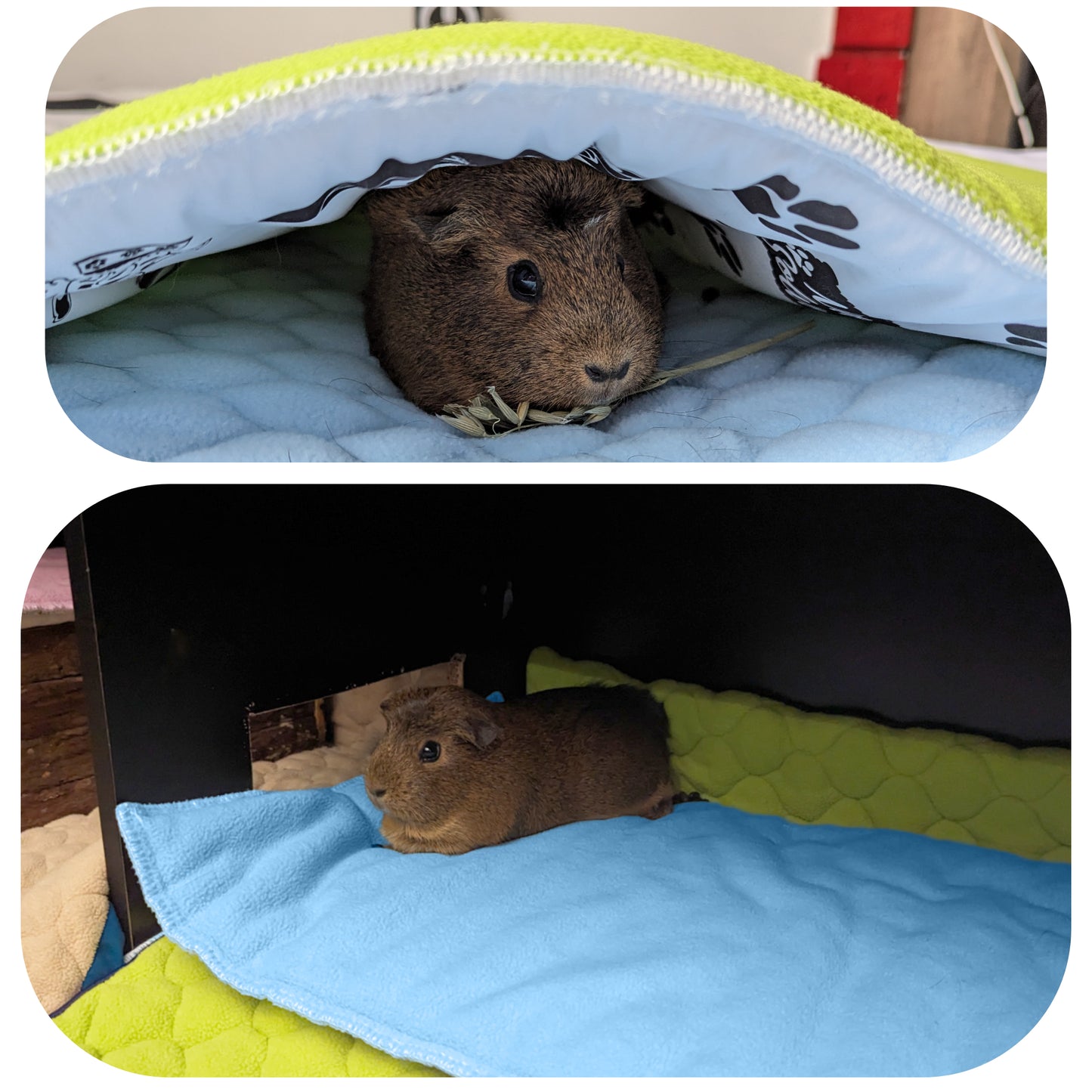 Fleece Playground for Guinea Pig and Bunny - All in One, it's a Blanket, a Giant Tunnel, a House, a Cushion and a Bed - Available in various colors and sizes